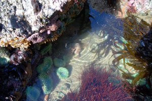 tide pool